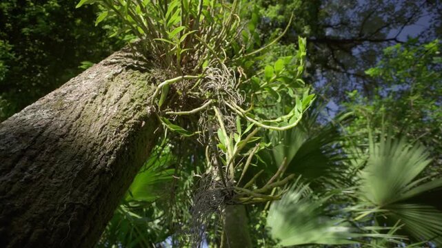 Focused view of tangled orchid roots and stems over green tropical foliage under strong sunlight.