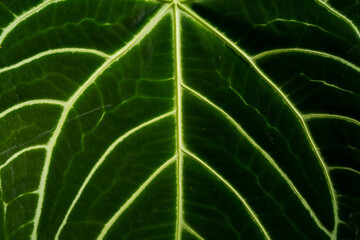 super close up of Anthurium leaves texture, showing its beautiful unique pattern, detail shot, leaves pattern