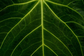 super close up of Anthurium leaves texture, showing its beautiful unique pattern, detail shot, leaves pattern