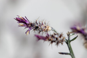 Dried thorny wildflower, macro close-up. Romantic background.