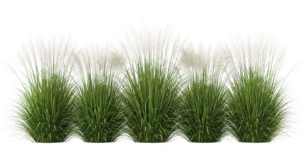 Isolated green ornamental grass tuft clusters in a row on white background