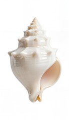 Shankha - Conch Shell