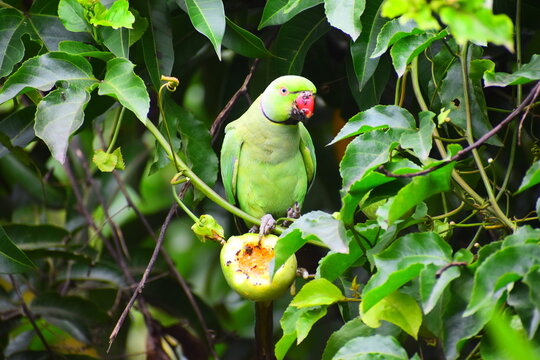 Green parrot eating a passion fruit