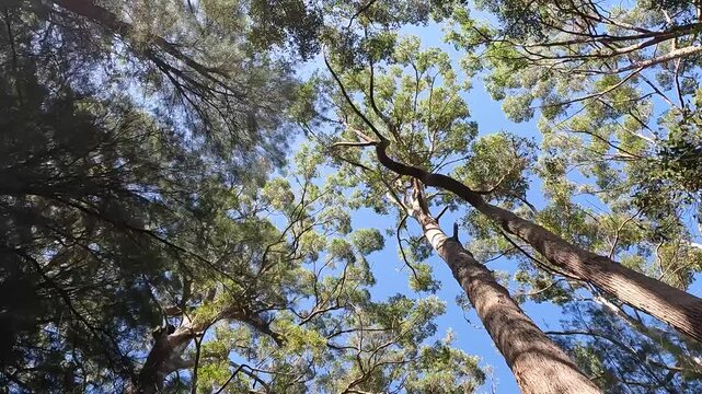 Valley of the Giants Tree Top Walk, Walpole : Ancient Tingle and Karri Forest Canopy, Western Australia