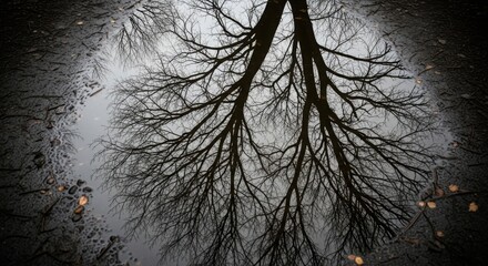 Bare Tree Branches Reflected in a Puddle reflection