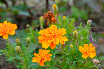 花壇で鮮やかに咲くオレンジ色と黄色のマリーゴールドの花