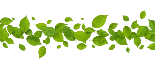 Seamless Green Leaf Border Isolated on White Background for Organic Design Element