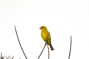 Brimstone canary bird (Crithagra sulphuratus) close up perched on a branch in Cape Town, South Africa with copy space
