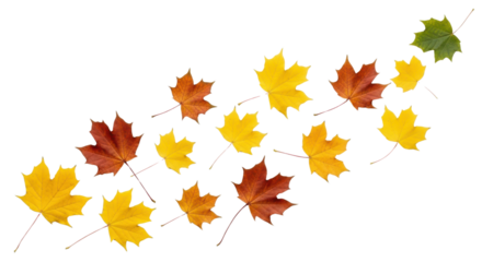 Autumn Maple Leaves, Yellow, Orange, and Red, Scattered Diagonally Isolated on White Background
