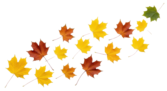 Autumn Maple Leaves, Yellow, Orange, and Red, Scattered Diagonally Isolated on White Background - Powered by Adobe
