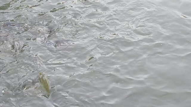 Numerous freshwater tilapia fish, , competing for food at the water's surface