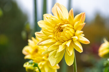 庭園に咲く鮮やかな黄色い大輪のダリアの花のクローズアップ