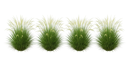 Set of Four Isolated Ornamental Green Grass Bushes or Plants on White Background 3D Render