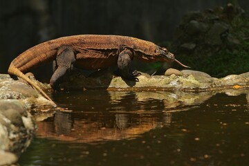 a komodo dragon is seen crawling on the edge of the pond during the day
