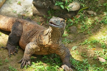 a komodo dragon is seen looking curiously