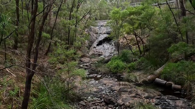Beedelup Falls, Serene Waterfall Cascading Through Lush Karri Forest Under an Overcast Sky, Western Australia