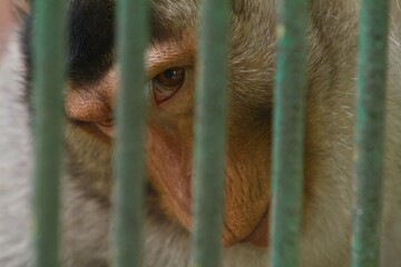 the expression on the monkey's face in the cage © Pitokung