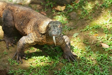 a komodo dragon is seen staring while sticking out its tongue