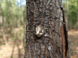 Praying Mantis Ootheca on Tree Bark in a Forest