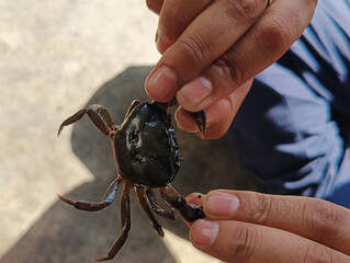 Hands Gently Holding a Small Dark Crab