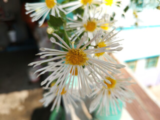 Close-up of delicate white and yellow flowers in natural light