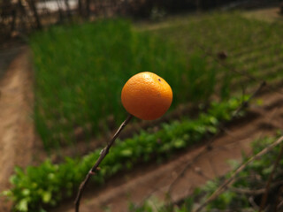 Vibrant Orange Berry on a Branch in a Blurred Garden