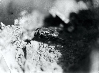 Old film black an white photography of fly without retouching