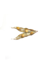 Realistic Open Pea Pods with Seeds on White Background