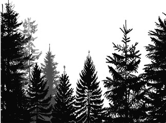 large black firs isolated forest illustration