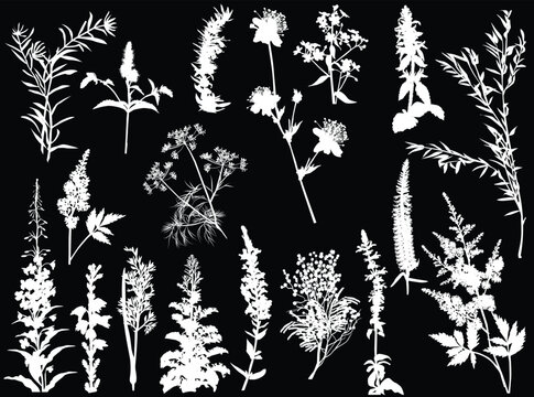 set of eighteen meadow wildflowers white silhouettesb