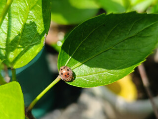 Ladybug resting on a vibrant green leaf in sunlight