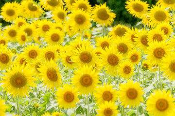 Obraz premium 夏の日差しの下で一面に広がる満開のひまわり畑