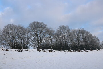 Winter mit Schnee am Waldrand