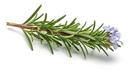 Fototapeta premium Rosemary sprig with delicate purple flowers on a white background.