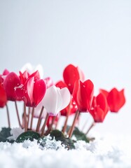 Cyclamen Flowers