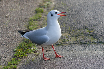black headed gull calling