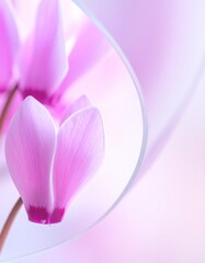 Fototapeta premium Cyclamen Flowers