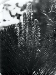 An old black and white photograph of pine needles