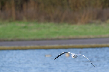 black headed gull in flight