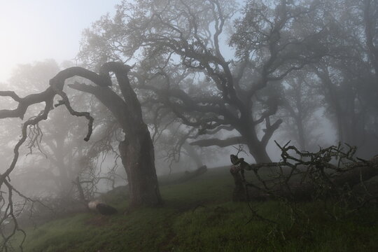 misty morning in the forest - Powered by Adobe
