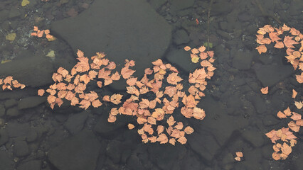 autumn leaves in the water