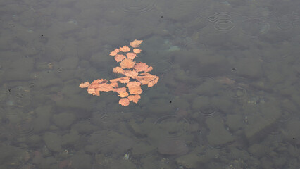 autumn leaves floating on the water