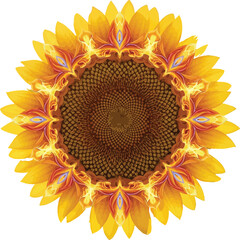 sunflower on white background