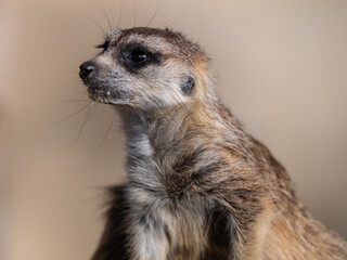 adorable close-up meerkat picture