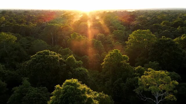 Dense forest canopy at sunset with bright sunlight and sunbeams