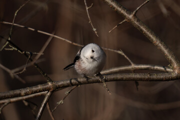 Long-tailed Tit · Aegithalos caudatus 