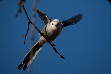Long-tailed Tit · Aegithalos caudatus 