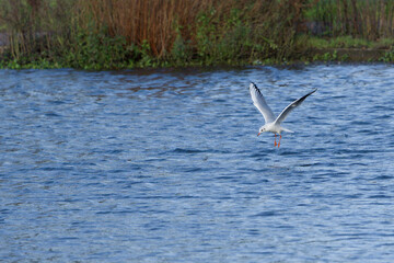 seagull in flight