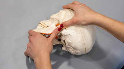 A demonstration shows the articulation of the jaw on a white anatomical skull model by hand. © Ardi