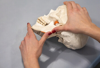 Hands demonstrate the anatomy of the human skull, highlighting mandible, maxilla and cranium. © Ardi
